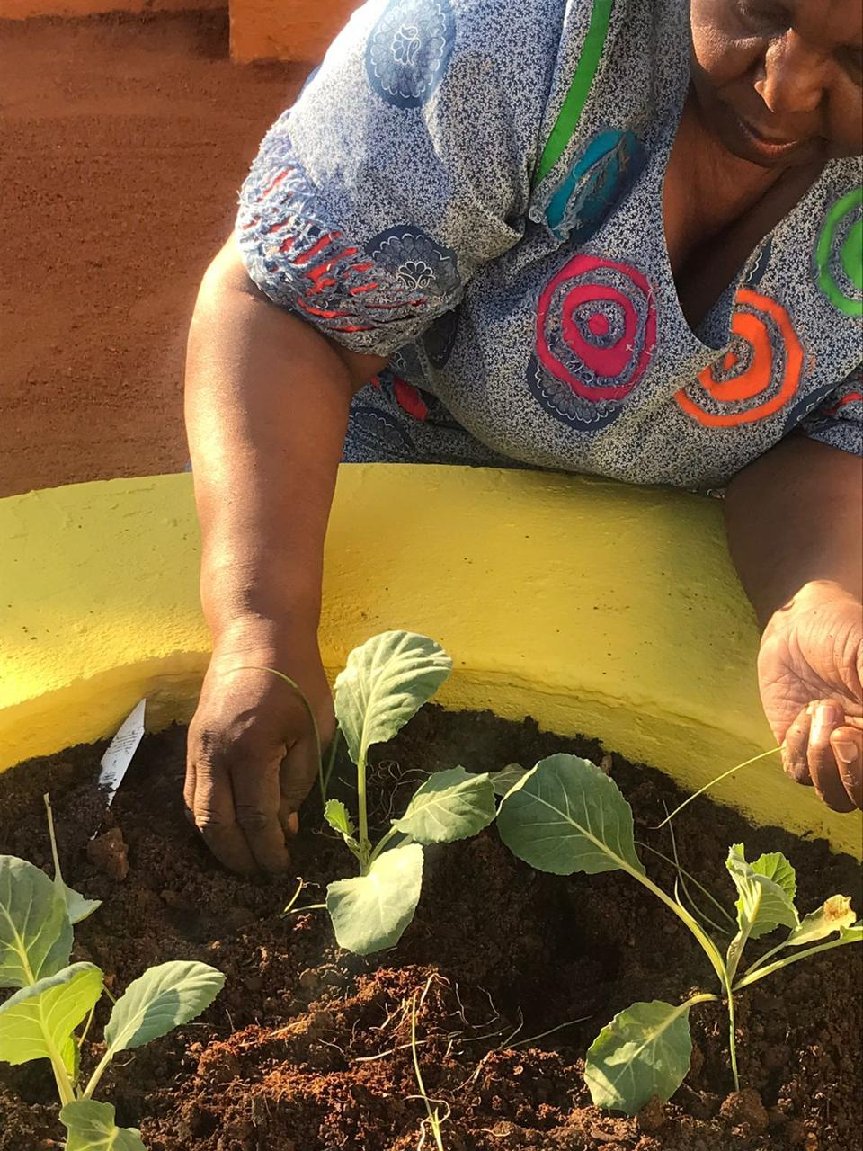 Community garden — planting seedlings