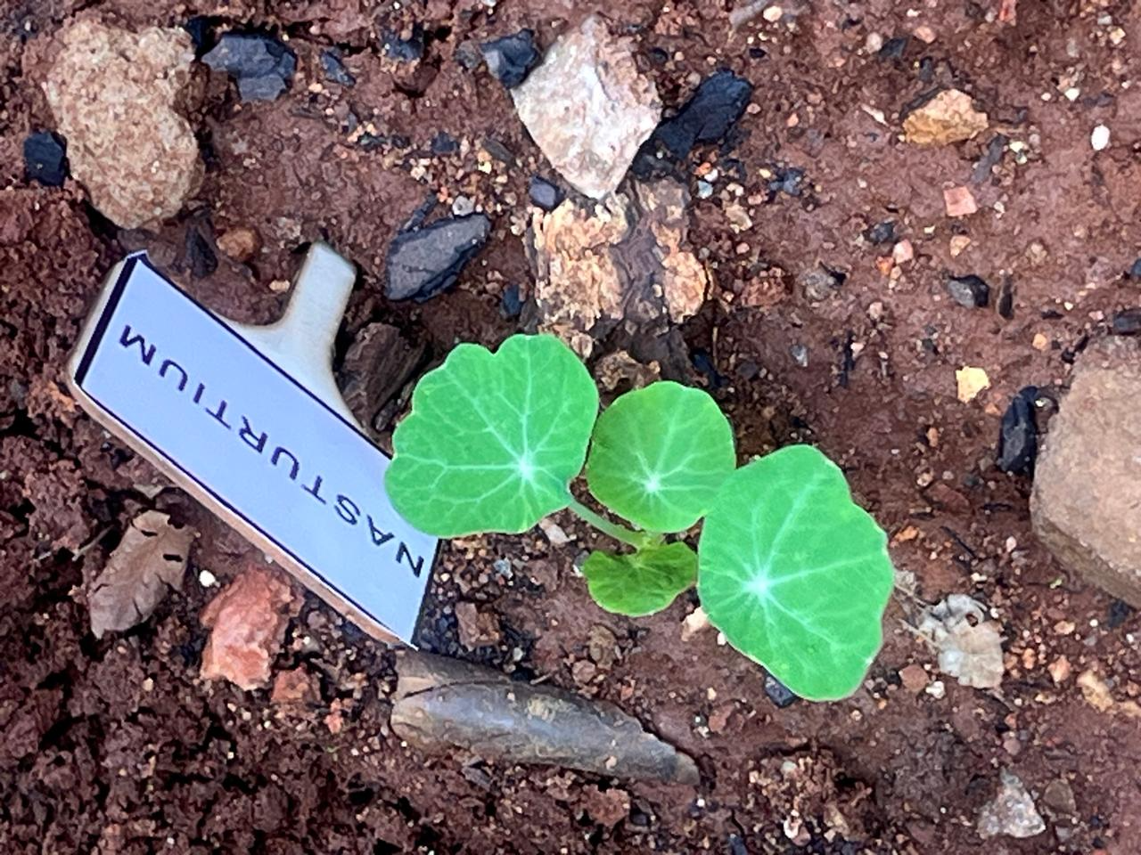 Community garden plants