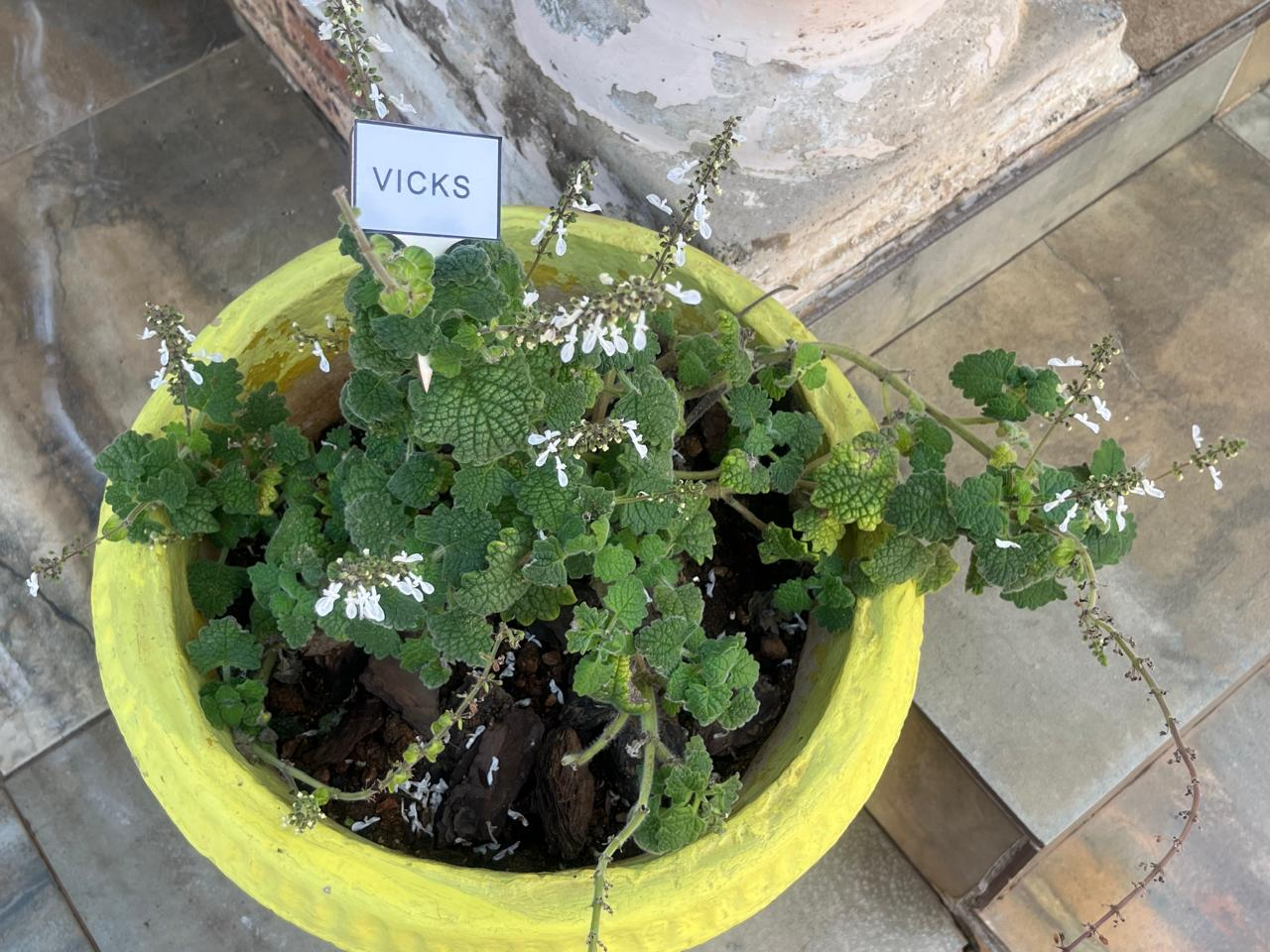 Plant in pot