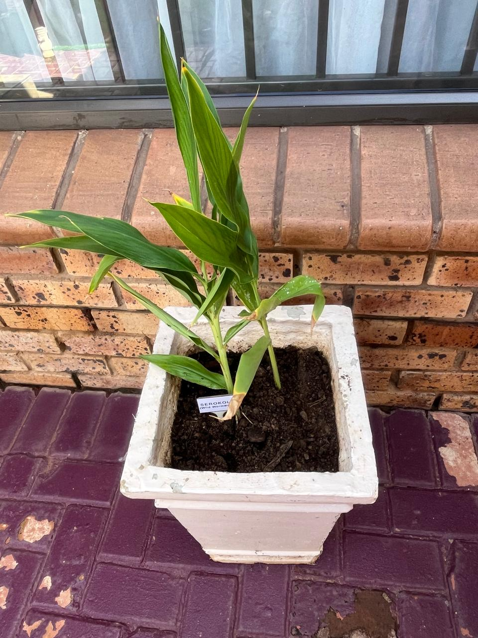 Plant in container